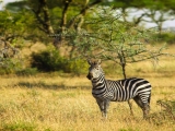 Serengeti Nemzeti Park Serengeti Nemzeti Park