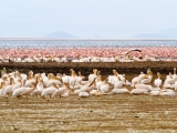 Lake Manyara Nemzeti Park Lake Manyara Nemzeti Park